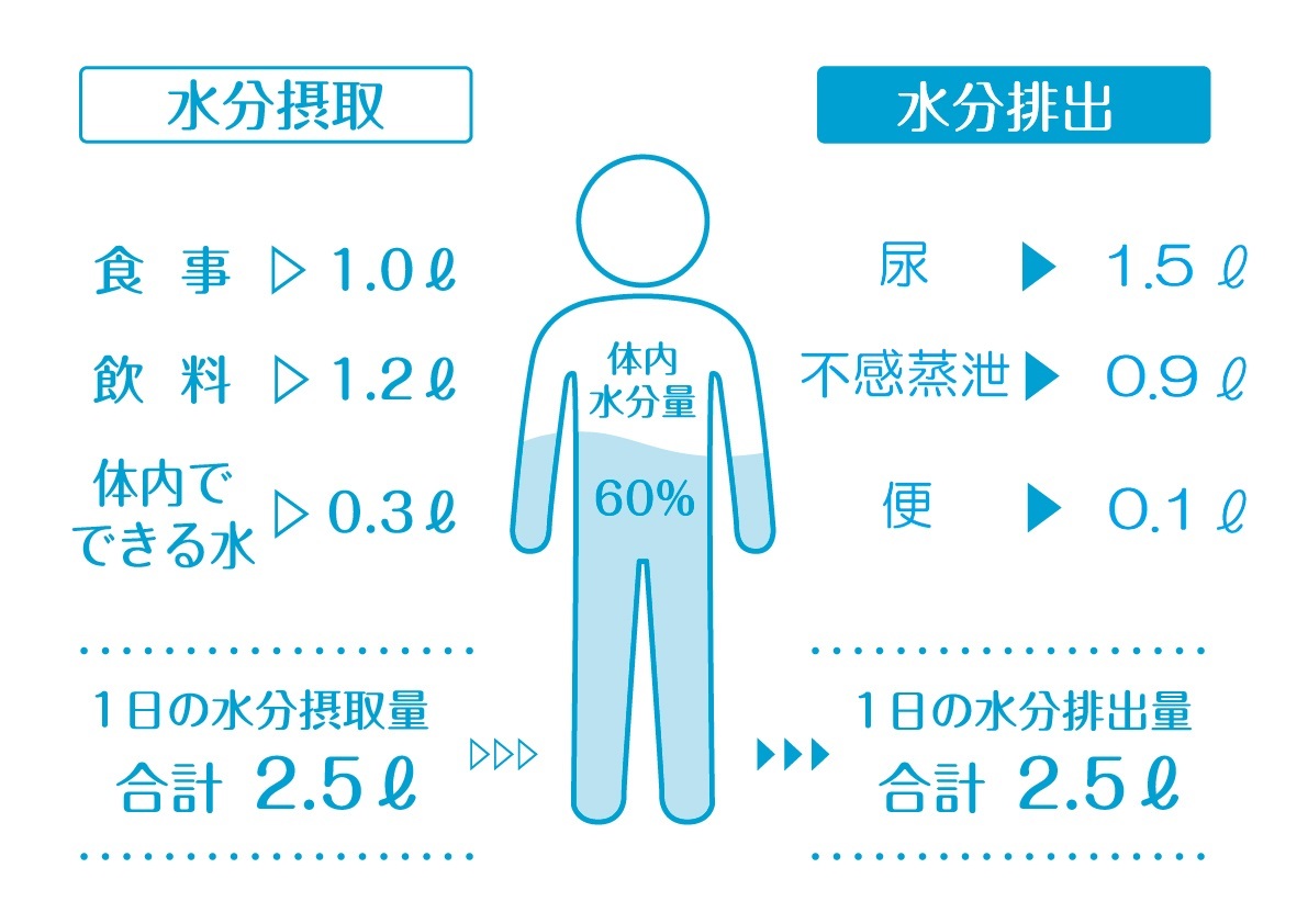 THC とその代謝物が体内に留まる期間に影響を与える要因は何ですか?